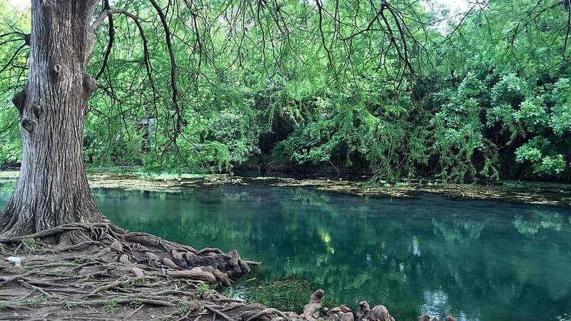 Clear water and leafy riverbanks at Rio Vista Park in San Marcos, Texas.
